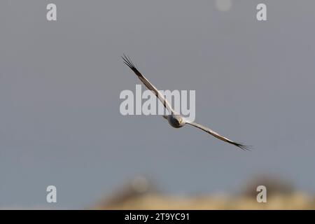 Henne Harrier; Circus cyaneus, der über die Dünen auf der Watteninsel Texel, Niederlande, fliegt. Stockfoto