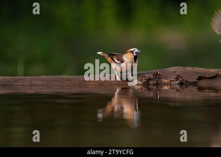 Hawfinch, Coccothraustes coccothraustes, im Wald in Ungarn. Besuch des Wasserpools zum Trinken und Reinigen. Stockfoto