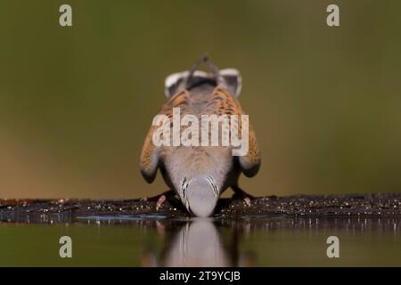 Erwachsene europäische Turteltaube (Streptopelia turtur) in einem Wasserbecken im Wald in Ungarn. Stockfoto