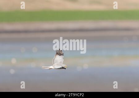 Henne Harrier; Circus cyaneus, der über die Dünen auf der Watteninsel Texel, Niederlande, fliegt. Stockfoto