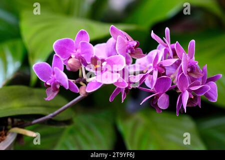 Die schönste Blume blüht im Frühlingsgarten, Ein Rahmen mit weichem selektivem Fokus. Stockfoto