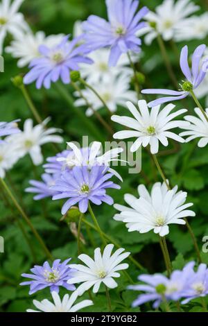 Anemonoides Blanda, Anemonen Blanda gemischt, Saphiranemone, gemischte blaue und weiße Blüten im Frühjahr Stockfoto