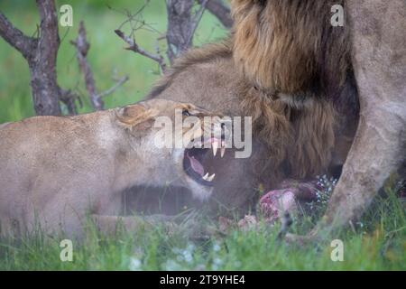 Erwachsene Löwin kämpft mit einem männlichen Löwen (Panthera leo) über die Überreste eines Büffelschlages Stockfoto