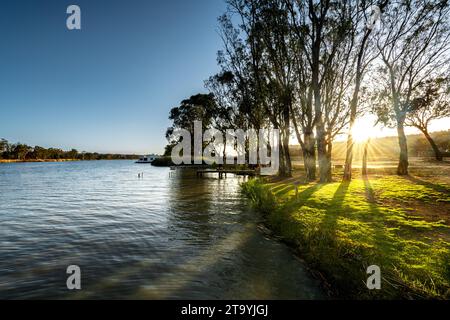 Gummibäume am Ufer des Murray River in South Australia. Stockfoto