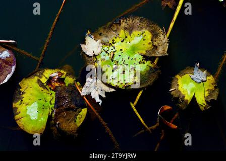 Gefallene Blätter ruhen sich an einem späten Herbstnachmittagstag auf Lilly Pads in einem Wassergarten auf einem Teich aus. Stockfoto