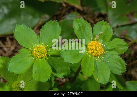 Hacquetia, Sanicula epipactis, in Blüte im Buchenwald im Frühjahr, Slowenien. Stockfoto