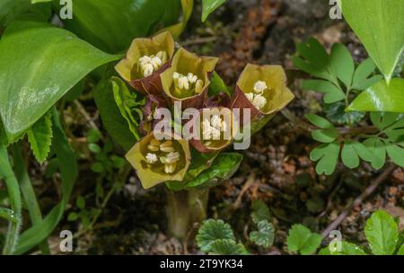 Europäische Scopolia, Scopolia carniolica, in Blüte im Wald, Slowenien. Stockfoto