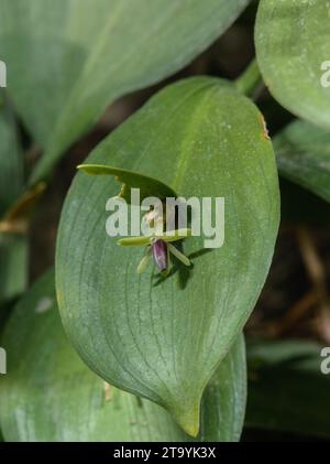 Spindelloser Metzgerbesen, Ruscus hypoglossum, in Blüte, mit Blumen auf Kladden. Slowenien. Stockfoto