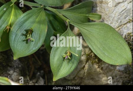 Spindelloser Metzgerbesen, Ruscus hypoglossum, in Blüte, mit Blumen auf Kladden. Slowenien. Stockfoto