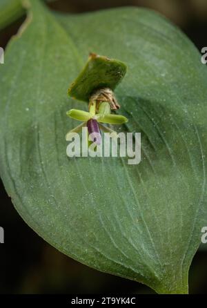 Spindelloser Metzgerbesen, Ruscus hypoglossum, in Blüte, mit Blumen auf Kladden. Slowenien. Stockfoto