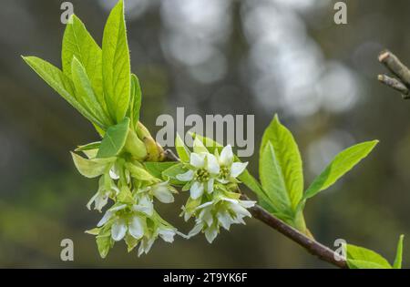 Osoberry, Oemleria cerasiformis, in Blüte im Frühling. Westliches Nordamerika. Stockfoto