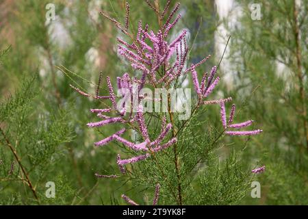 Blüten einer tamarix ramosissima, auch Salzzeder oder Tamariske genannt Stockfoto