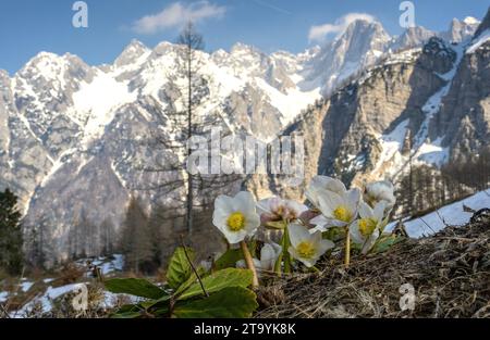 Weihnachtsrose, Helleborus niger, blühend im frühen Frühjahr in den Julischen Alpen, Slowenien. Stockfoto