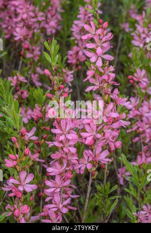 Russische Zwergmandel, Prunus tenella, in Blüte im Steppengrasland, Ostösterreich. Stockfoto