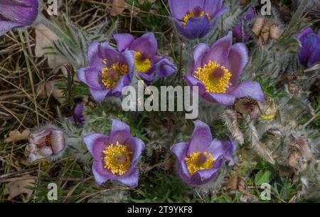 Große Pasque-Blume, Pulsatilla grandis, blüht im Frühjahr auf Kalkgrasland, Slowenien. Stockfoto