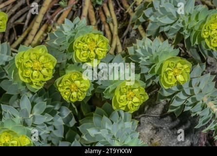 Blauer Spurge, Euphorbia myrsinites, in Blüte im Frühling. Stockfoto