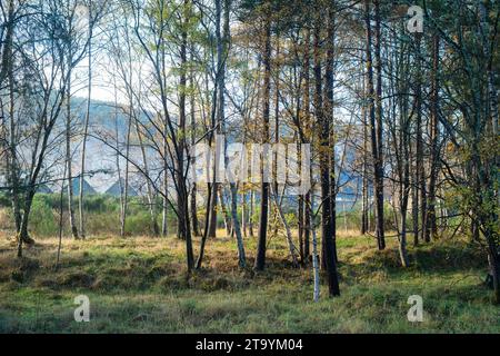 Betula Pendel. Silberbirken im november. Carron, Moray, Schottland Stockfoto