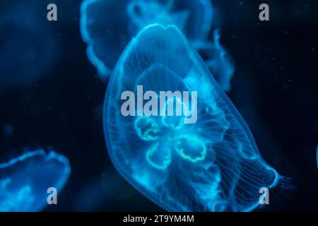 Quallen und Meeresgelees sind die gebräuchlichen Bezeichnungen für die medusa-Phase bestimmter gelatinöser Mitglieder des Subphylum Medusozoa. Stockfoto