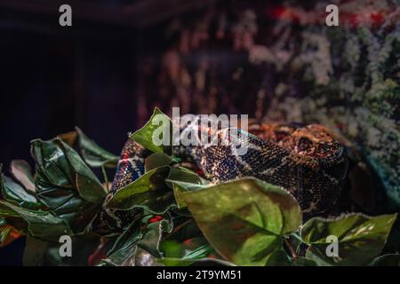 Reptilienfotografie - Porträts von Schlangen, insbesondere Pythons und Anakondas, in einem lokalen Aquarium. Stockfoto