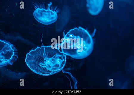 Quallen und Meeresgelees sind die gebräuchlichen Bezeichnungen für die medusa-Phase bestimmter gelatinöser Mitglieder des Subphylum Medusozoa. Stockfoto