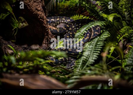 Reptilienfotografie - Porträts von Schlangen, insbesondere Pythons und Anakondas, in einem lokalen Aquarium. Stockfoto