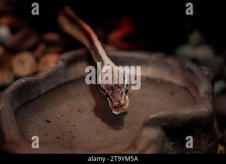 Reptilienfotografie - Porträts von Schlangen, insbesondere Pythons und Anakondas, in einem lokalen Aquarium. Stockfoto