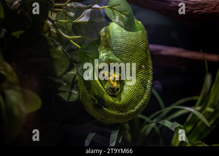 Reptilienfotografie - Porträts von Schlangen, insbesondere Pythons und Anakondas, in einem lokalen Aquarium. Stockfoto