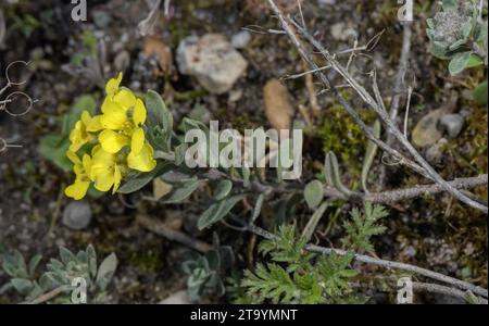 Ein Alison oder Madwort, Alyssum wulfenianum in der Blüte der südöstlichen Alpen. Stockfoto