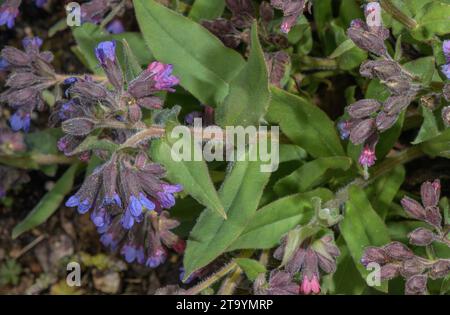 Berglungkraut, Pulmonaria montana in der Blüte im Frühling. Südeuropa. Stockfoto