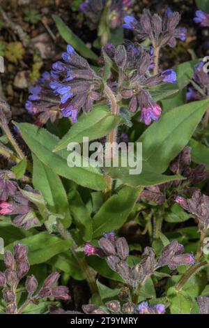 Berglungkraut, Pulmonaria montana in der Blüte im Frühling. Südeuropa. Stockfoto