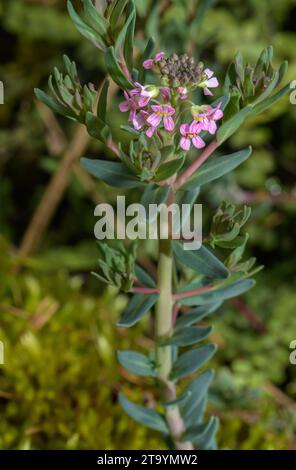 Gebrannte Candytuft, Aethionema saxatile in Blume auf Kalkstein, Südeuropa. Stockfoto