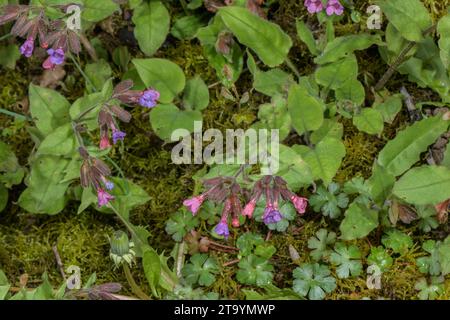 Suffolk-Lungenkraut, Pulmonaria obscura in Blüte. Rarität im Vereinigten Königreich. Stockfoto