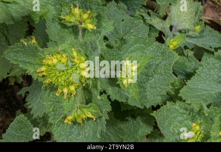 Gelbes Feigenkraut, Scrophularia vernalis in der Blüte im Frühjahr. Stockfoto
