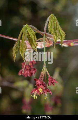 Fernleaf Fullmoon Maple, Acer japonicum „Aconitifolium“, das sich während der Entfaltung der Blätter entfaltet. Garten. Stockfoto