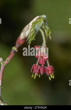 Fernleaf Fullmoon Maple, Acer japonicum „Aconitifolium“, das sich während der Entfaltung der Blätter entfaltet. Garten. Stockfoto