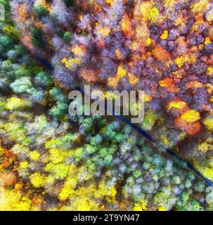 Blick von oben auf die herbstliche bunte Waldlandschaft Tapeten Kunst. Luftbild der Natur mit Kiefern und Asphaltbanner. Waldweg Trog Stockfoto