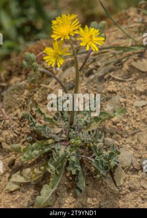 Schnabelfalkenbart, Crepis vesicaria in Blume, Südfrankreich. Stockfoto