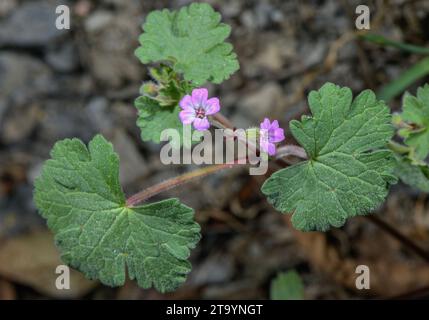 Rundblättriger Kranschnabel, Geranium rotundifolium in Blüte. Stockfoto