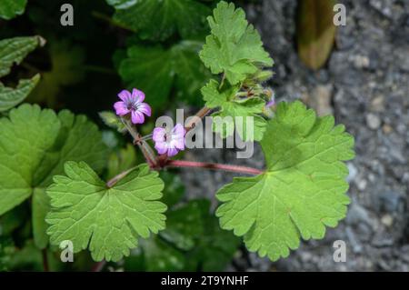 Rundblättriger Kranschnabel, Geranium rotundifolium in Blüte. Stockfoto