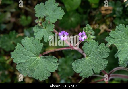 Rundblättriger Kranschnabel, Geranium rotundifolium in Blüte. Stockfoto