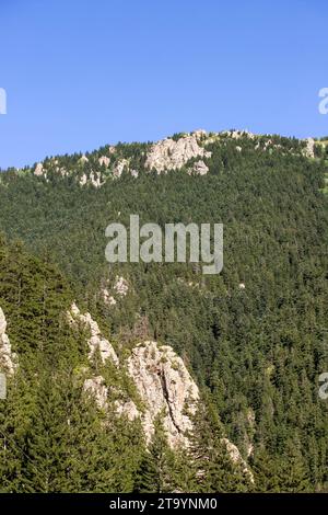 Bergregion bedeckt mit Wald. Schwarzmeerwälder. Schuss in der Türkei Stockfoto