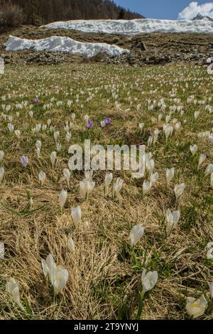 Spring Crocus, Crocus vernus, Crocus albiflorus in Hochweiden, Ceillac, Queyras Stockfoto