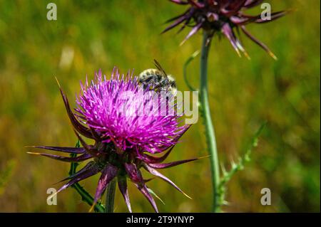 Rote Distel, Carduus nutans L., mit bestäubender Hummel Stockfoto