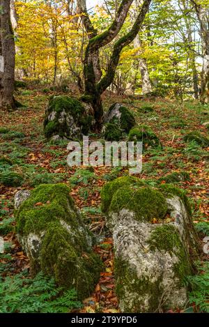 Buchenwald mit Felsen bedeckt mit Moos und braunen Blättern, die auf den Boden gefallen sind. Bosco di Sant'Antonio, Pescocostanzo, Abruzzen Stockfoto