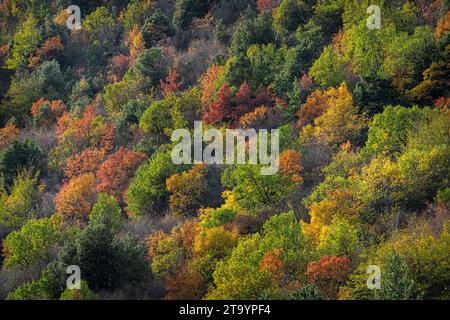 Die Buchen-, Eichen- und Ahornwälder der Berge des Maiella-Nationalparks sind mit Rot- und Gelbtönen des Herbstes gefärbt. Abruzzen, Italien, Europa Stockfoto