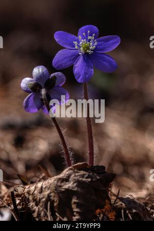 Hepatica, hepatica nobilis, in Blüte im Buchenwald. Stockfoto