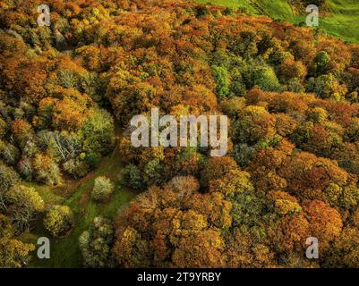 Aus der Vogelperspektive eines Buchenwaldes mit den Farben des roten, gelben, orangen und grünen Herbstlaub. Bosco di Sant'Antonio, Abruzzen, Italien, Europa Stockfoto