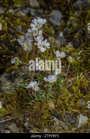 Milchweißer Steinjasmin, Androsace Lactea in Blume in den Alpen. Stockfoto