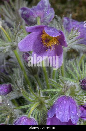 Gotland Pasque Blume, Pulsatilla vulgaris ssp. Gotlandica in der Blüte im Frühjahr. Schweden. Stockfoto