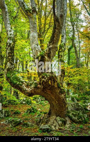 Kerzenbuche mit Wurzeln aus dem Boden aufgrund von Bodenerosion. Naturschutzgebiet Bosco di Sant'Antonio, Pescocostanzo, Provinz L'Aquila, Abruzzen Stockfoto